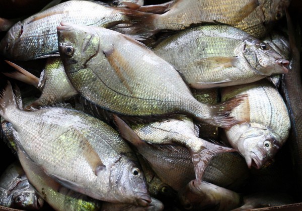 Fish Prpject 1214